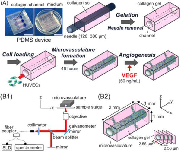 PDMS based microdevice and 3D microvasculature for in vitro angiogenesis model.